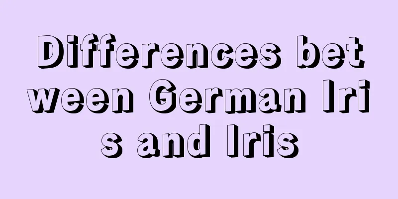 Differences between German Iris and Iris