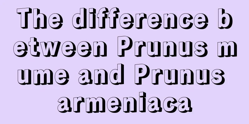 The difference between Prunus mume and Prunus armeniaca