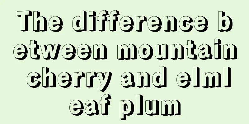 The difference between mountain cherry and elmleaf plum