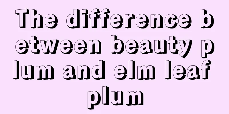 The difference between beauty plum and elm leaf plum