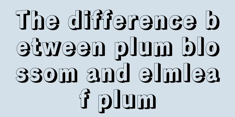 The difference between plum blossom and elmleaf plum