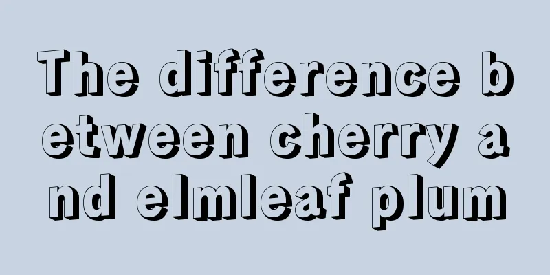 The difference between cherry and elmleaf plum