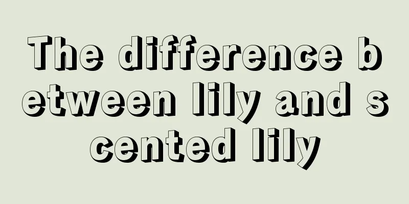 The difference between lily and scented lily