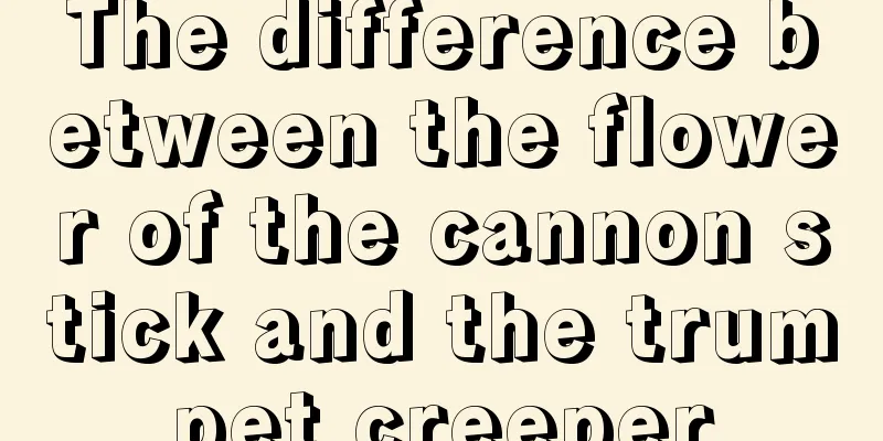 The difference between the flower of the cannon stick and the trumpet creeper