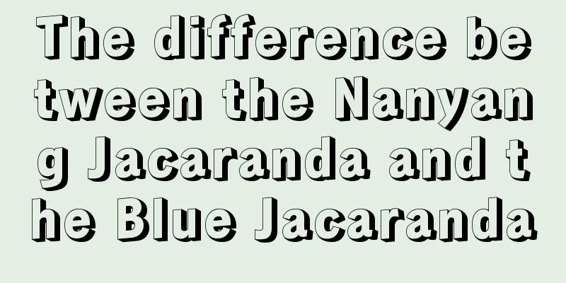 The difference between the Nanyang Jacaranda and the Blue Jacaranda