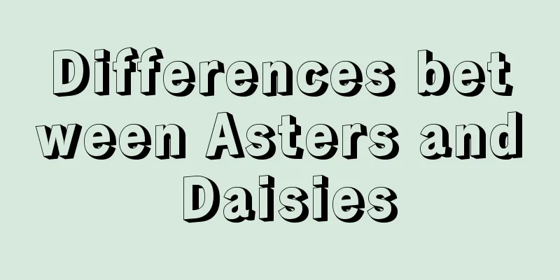 Differences between Asters and Daisies