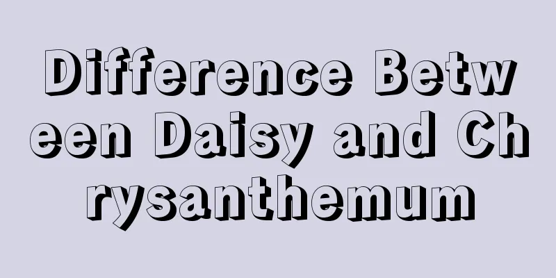 Difference Between Daisy and Chrysanthemum