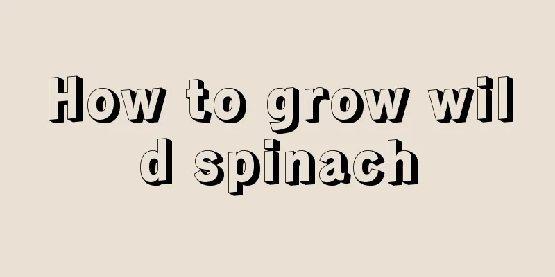 How to grow wild spinach