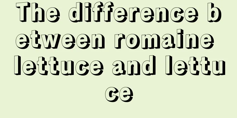 The difference between romaine lettuce and lettuce