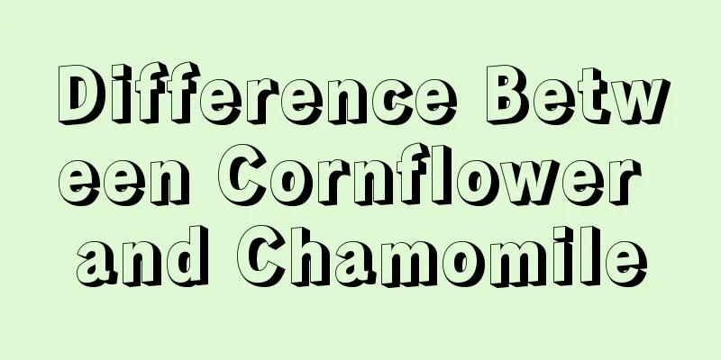 Difference Between Cornflower and Chamomile