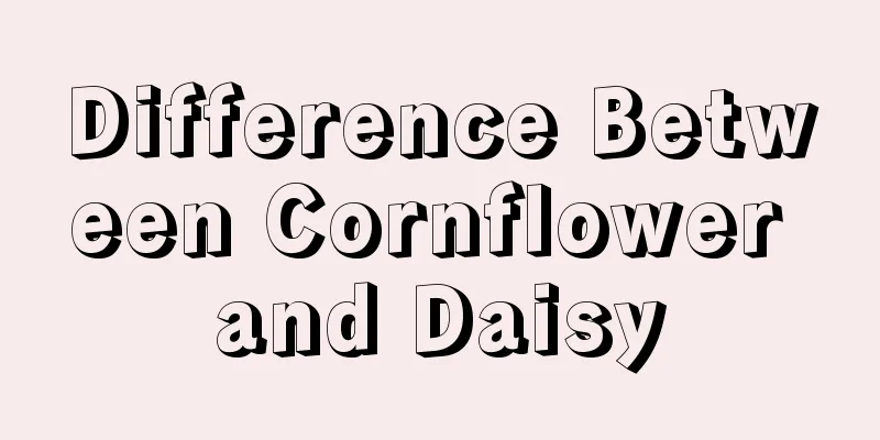 Difference Between Cornflower and Daisy