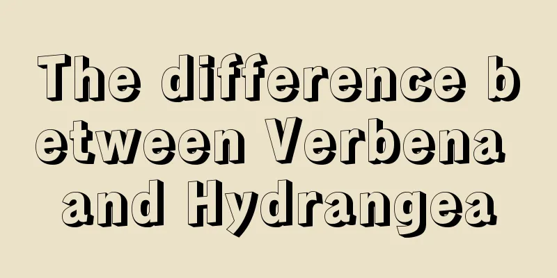 The difference between Verbena and Hydrangea