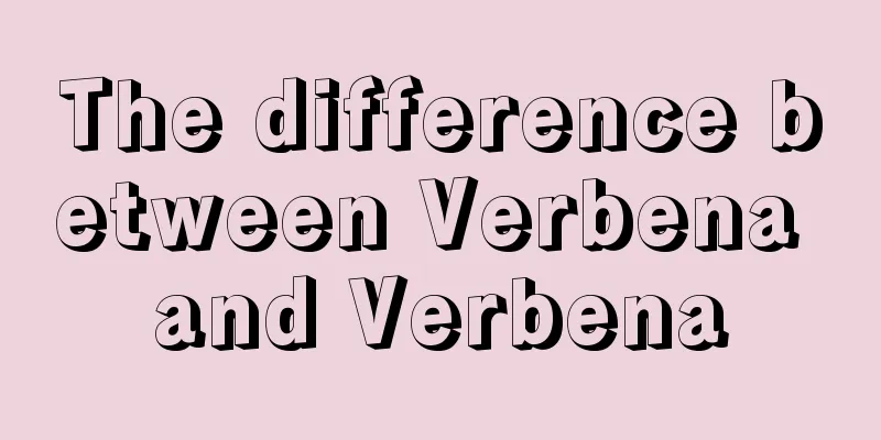 The difference between Verbena and Verbena