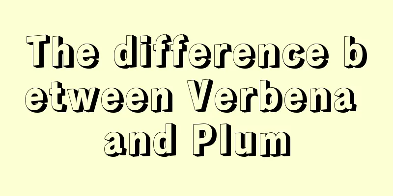 The difference between Verbena and Plum