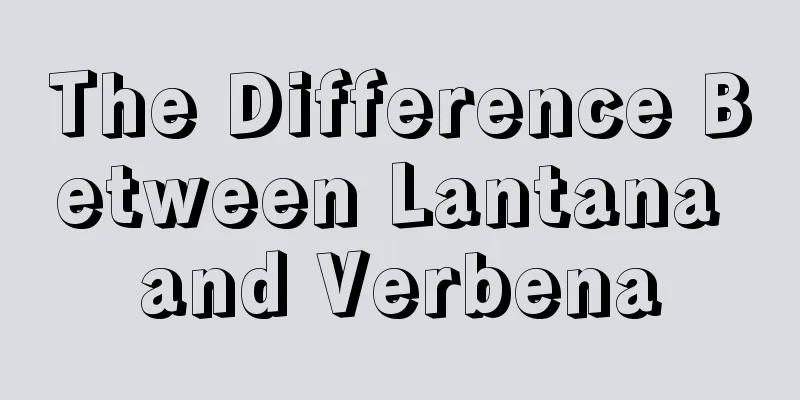 The Difference Between Lantana and Verbena