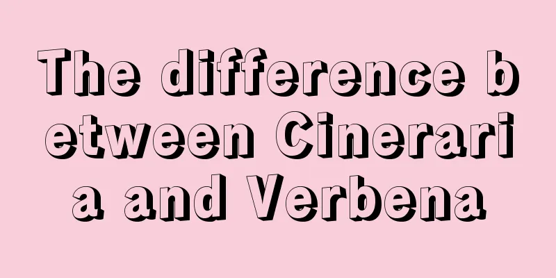 The difference between Cineraria and Verbena