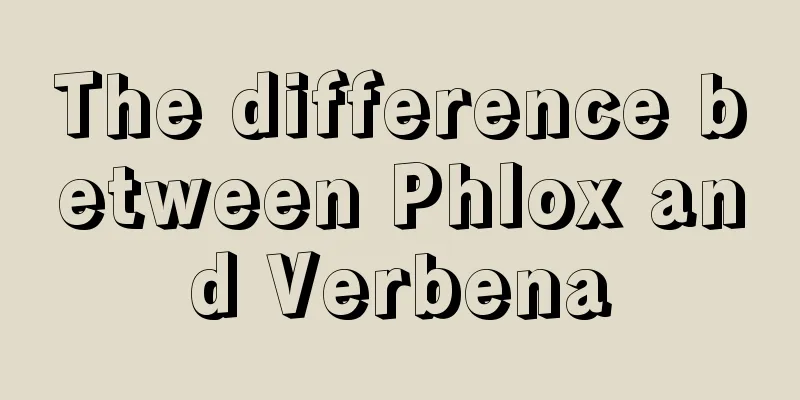 The difference between Phlox and Verbena