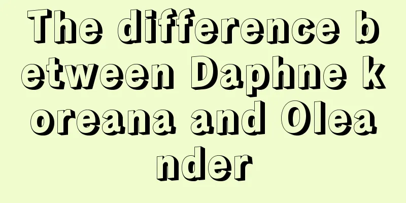 The difference between Daphne koreana and Oleander