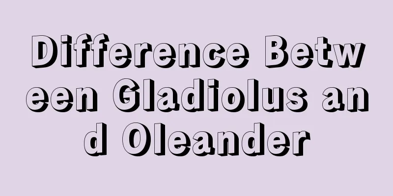 Difference Between Gladiolus and Oleander