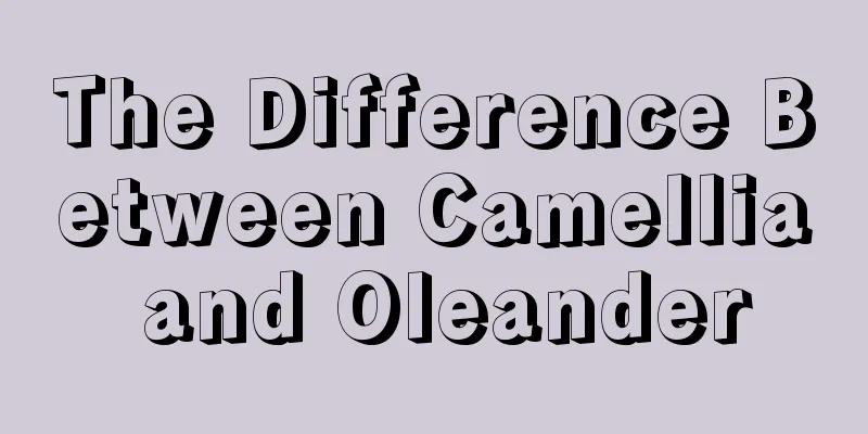 The Difference Between Camellia and Oleander