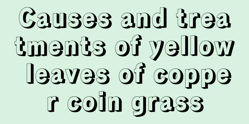 Causes and treatments of yellow leaves of copper coin grass