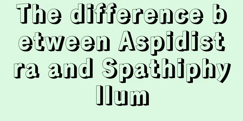 The difference between Aspidistra and Spathiphyllum