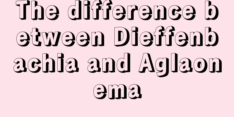 The difference between Dieffenbachia and Aglaonema