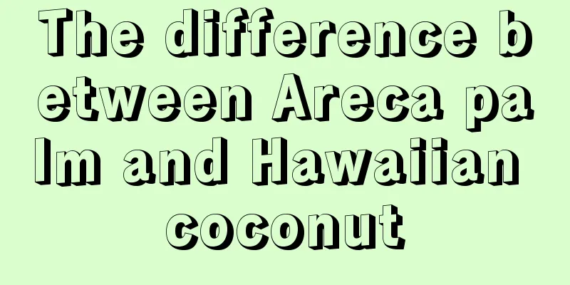 The difference between Areca palm and Hawaiian coconut