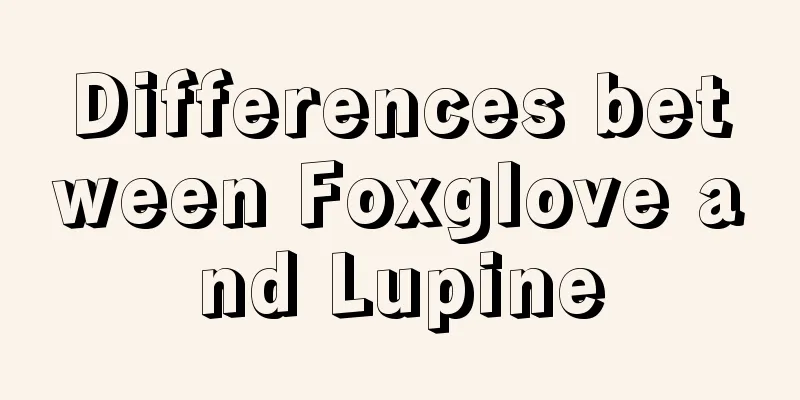 Differences between Foxglove and Lupine