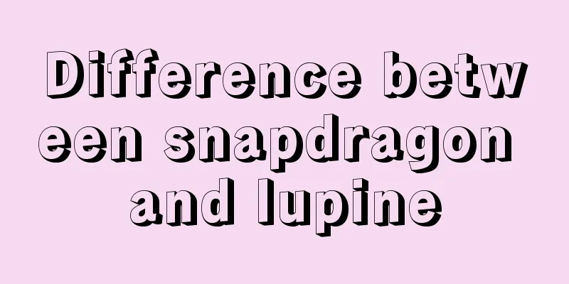 Difference between snapdragon and lupine