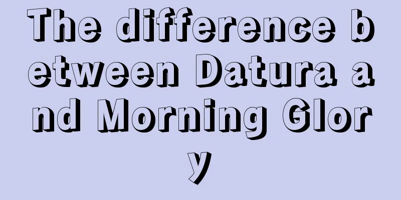 The difference between Datura and Morning Glory