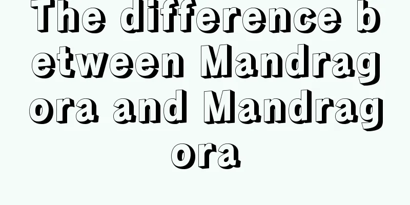 The difference between Mandragora and Mandragora