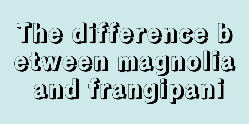 The difference between magnolia and frangipani