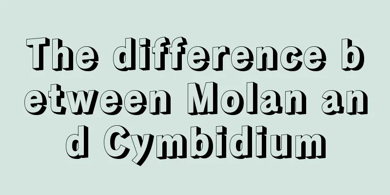 The difference between Molan and Cymbidium