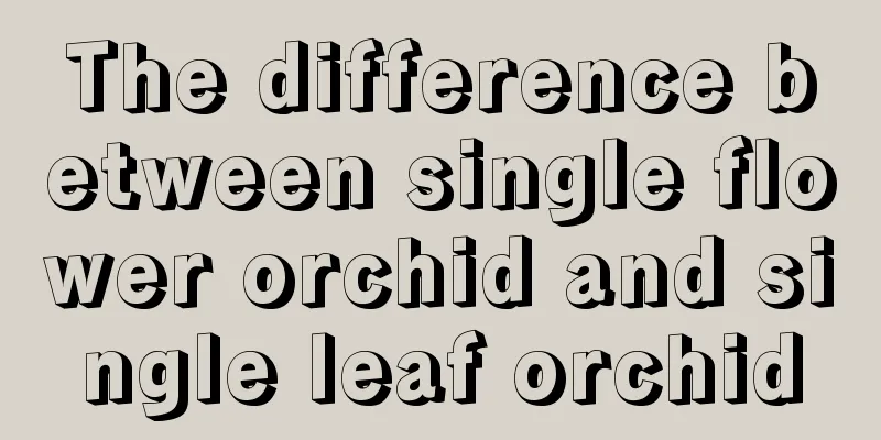 The difference between single flower orchid and single leaf orchid