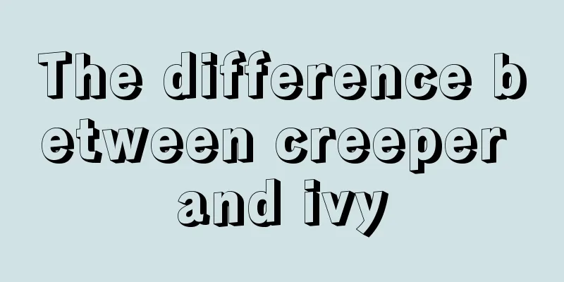 The difference between creeper and ivy