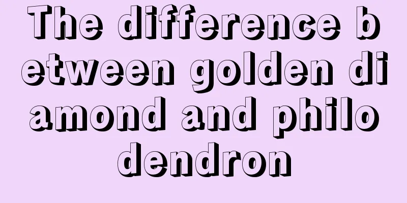 The difference between golden diamond and philodendron