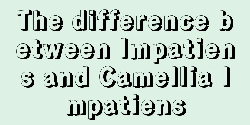 The difference between Impatiens and Camellia Impatiens