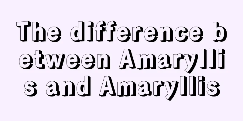 The difference between Amaryllis and Amaryllis