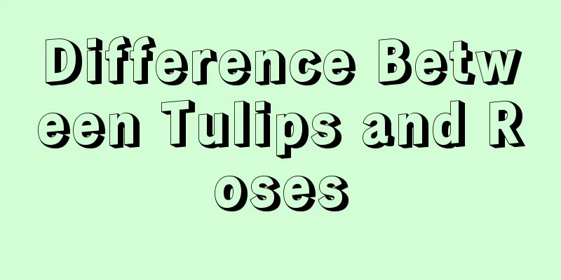 Difference Between Tulips and Roses