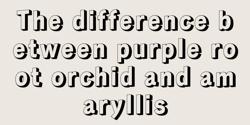 The difference between purple root orchid and amaryllis