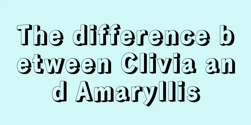 The difference between Clivia and Amaryllis