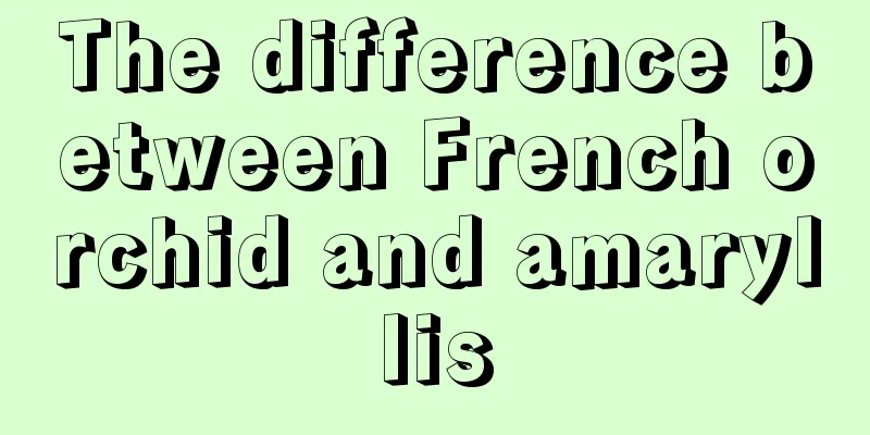 The difference between French orchid and amaryllis