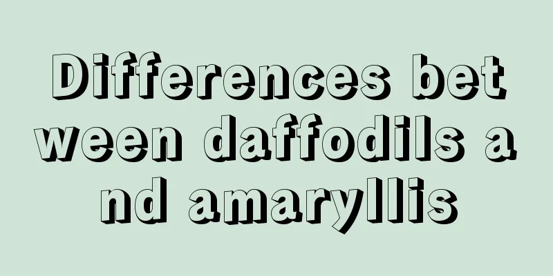 Differences between daffodils and amaryllis