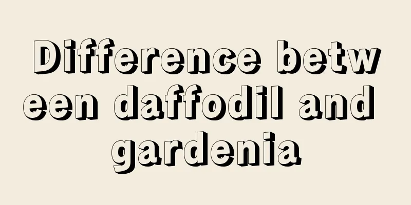 Difference between daffodil and gardenia