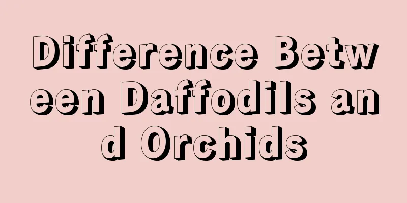 Difference Between Daffodils and Orchids