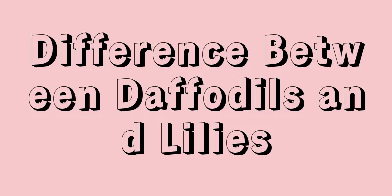 Difference Between Daffodils and Lilies