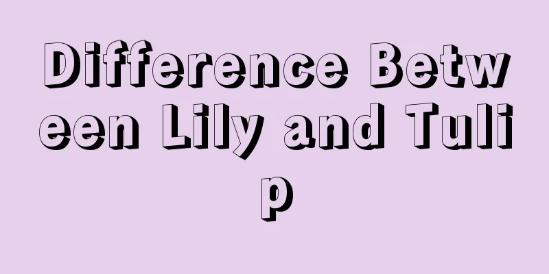 Difference Between Lily and Tulip