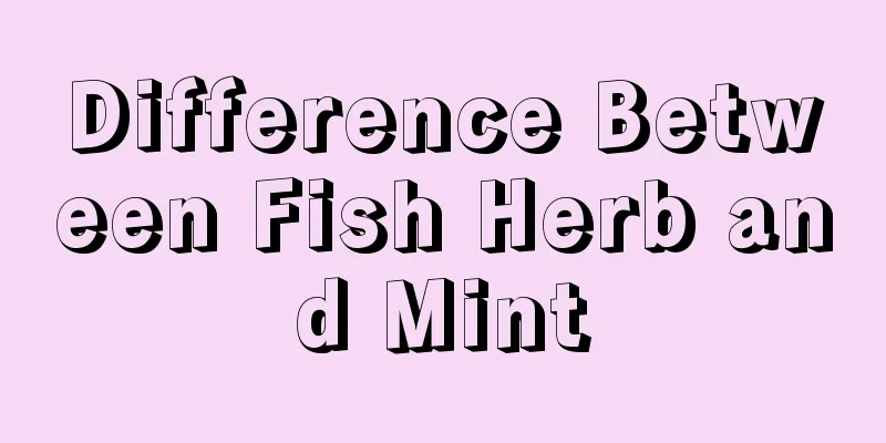 Difference Between Fish Herb and Mint