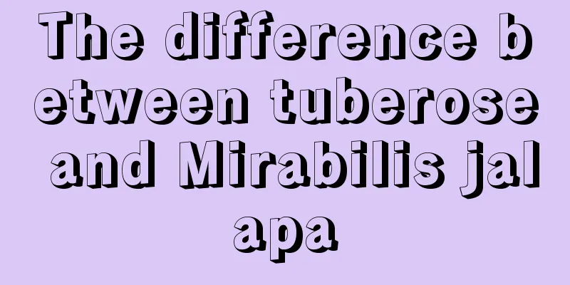 The difference between tuberose and Mirabilis jalapa